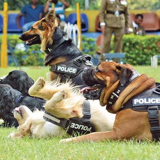 K9